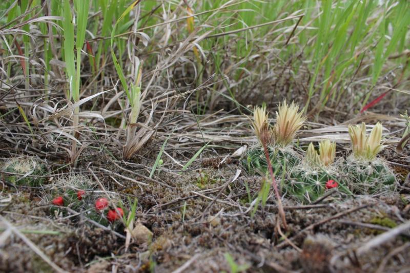 Escobaria missourensis