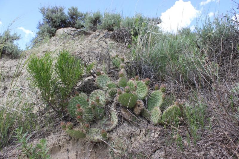 Opuntia polyacantha