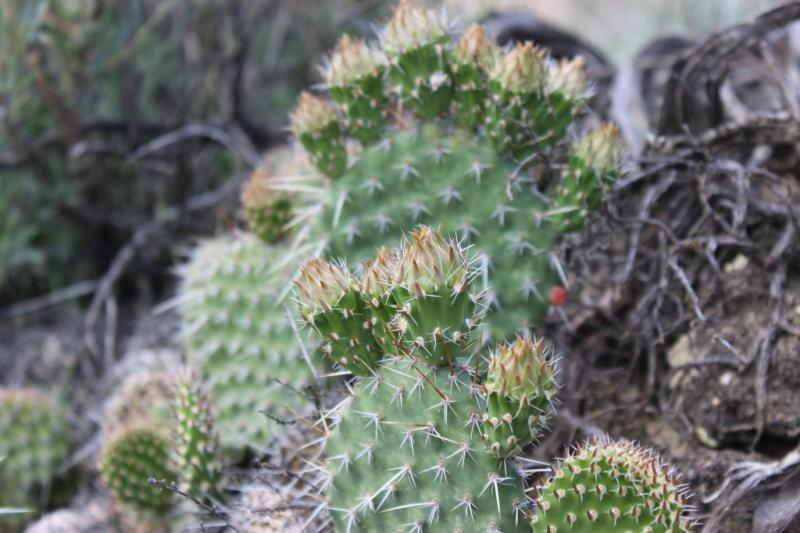 Opuntia polyacantha