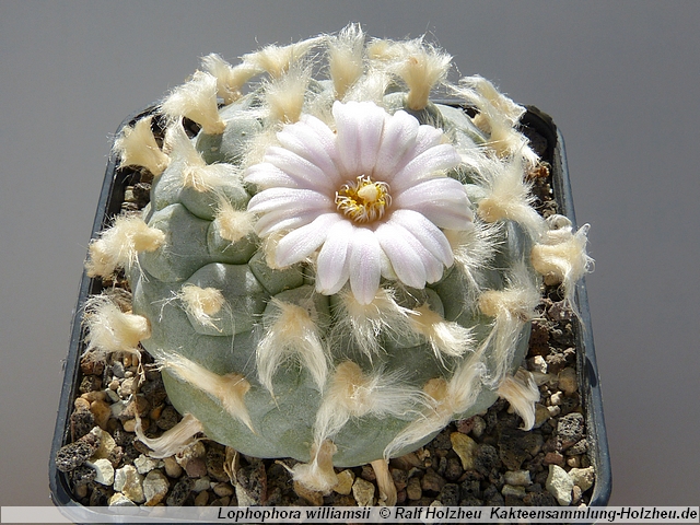 148_Lophophora_williamsii.JPG