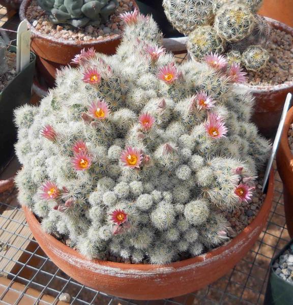 Escobaria sneedii - with a few more flowers open.