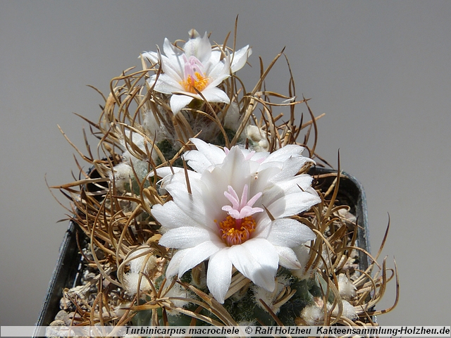 159_Turbinicarpus_macrochele.JPG