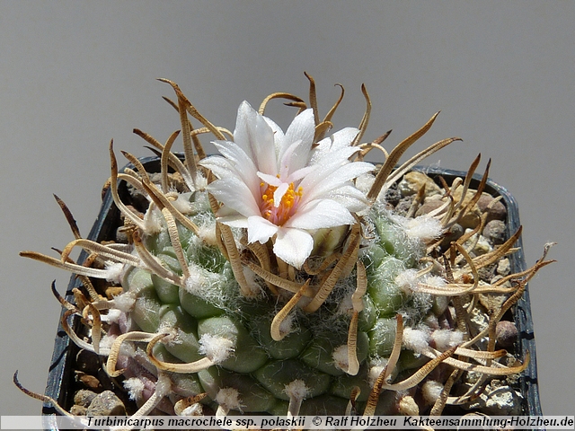 161_Turbinicarpus_macrochele_ssp._polaskii.JPG