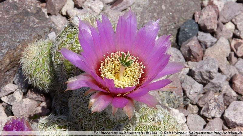 172_Echinocereus_oklahomensis_HK1844.JPG