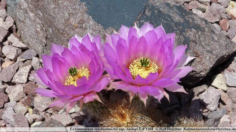 176_Echinocereus_reichenbachii_ssp._baileyi_DJF1308.JPG