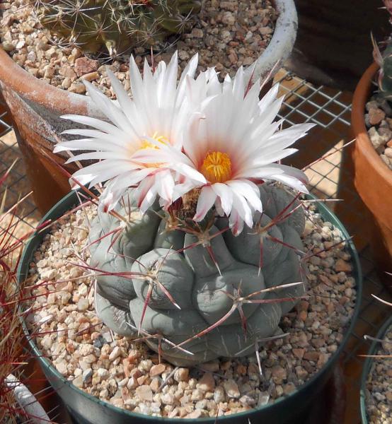 Thelocactus hexaedrophorus