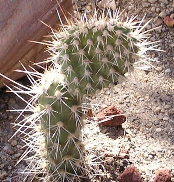 P1010002cactus.jpg