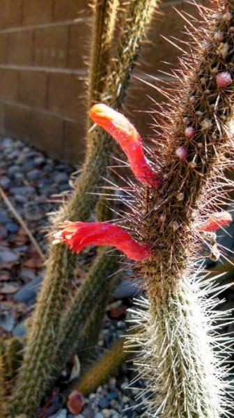 Cleistocactus flavispinus (2014-Jun16).jpg