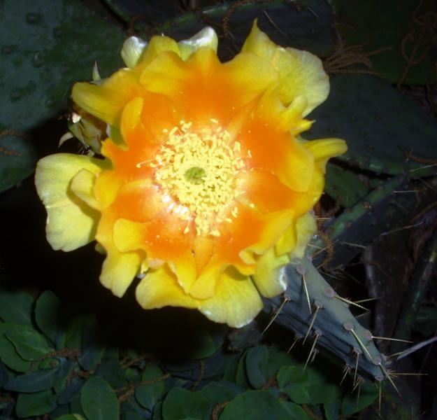 One of the flowers from back in 2009.