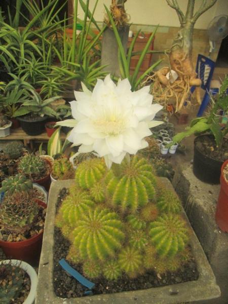 Echinopsis Calochlora.JPG