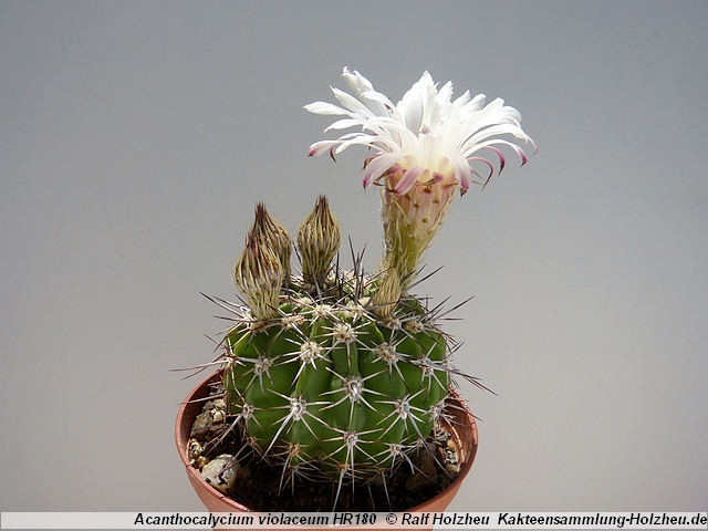 192_Acanthocalycium_violaceum_HR180.JPG