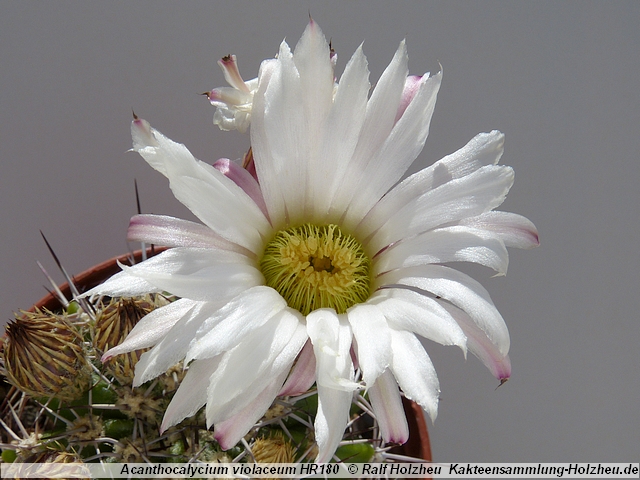 193_Acanthocalycium_violaceum_HR180.JPG