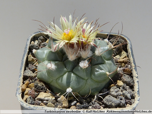 166_Turbinicarpus_swobodae_TCG15001.JPG