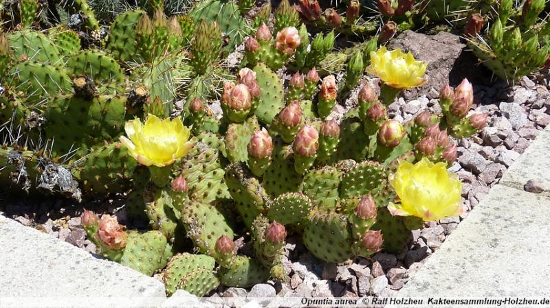 180_Opuntia_aurea.JPG