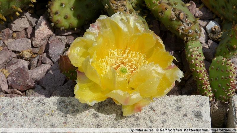 181_Opuntia_aurea.JPG