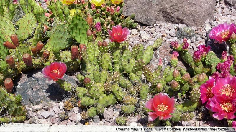 182_Opuntia_fragilis_'Föhr'.JPG