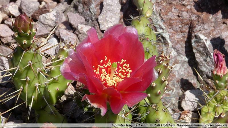 183_Opuntia_fragilis_'Föhr'.JPG