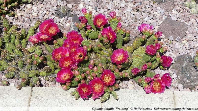 184_Opuntia_fragilis_'Freiberg'.JPG