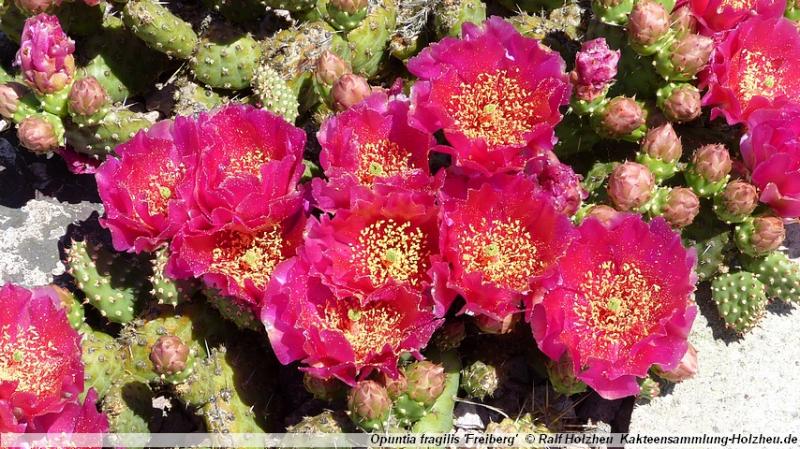 185_Opuntia_fragilis_'Freiberg'.JPG