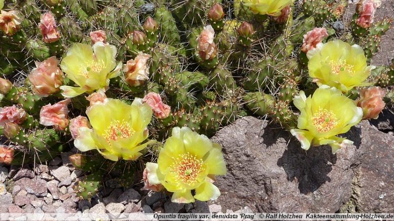 187_Opuntia_fragilis_var._denudata_'Prag'.JPG