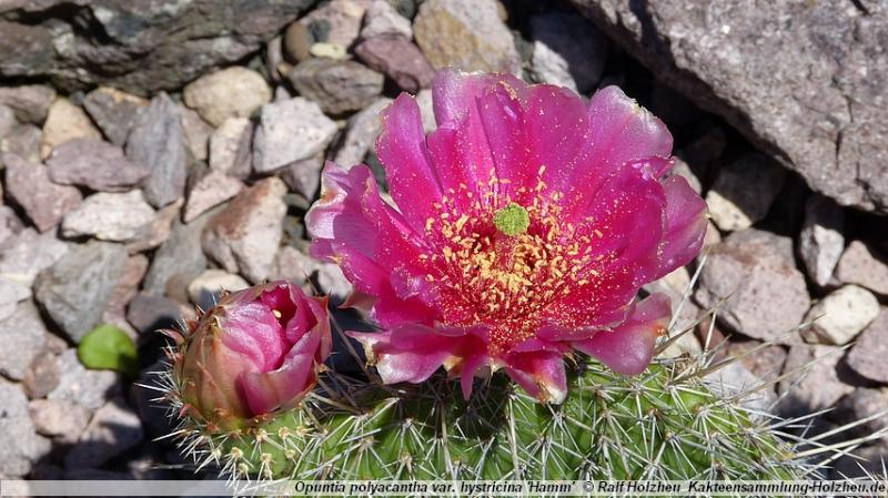 188_Opuntia_polyacantha_var._hystricina_'Hamm'.JPG