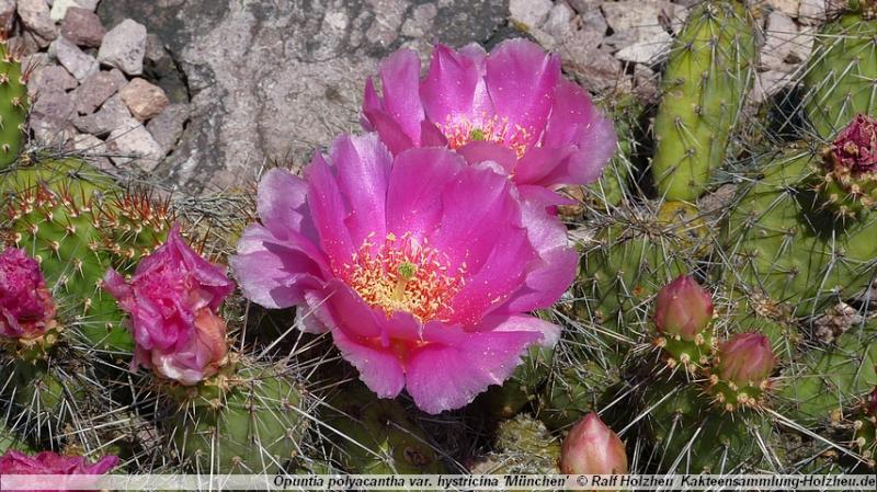 189_Opuntia_polyacantha_var._hystricina_'München'.JPG