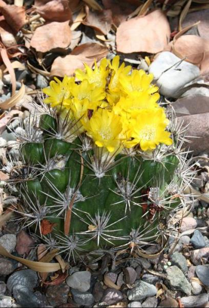 Weingartia lanata (2014-Jun25).JPG