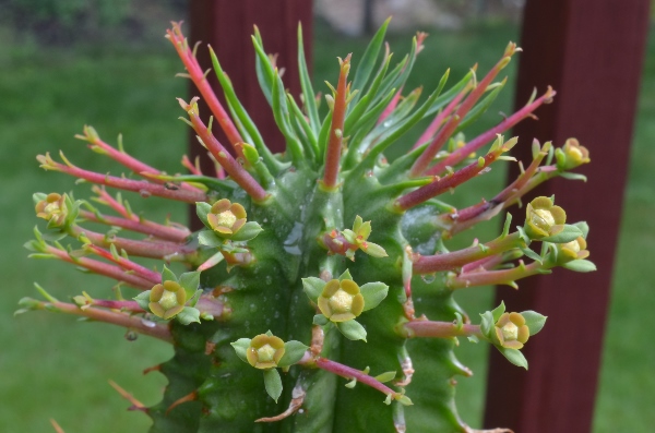 It's currently labelled &quot;Euphorbia horrida&quot;