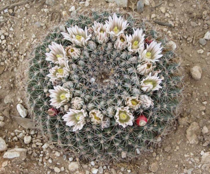 Mescal Wash Mammillaria.jpg