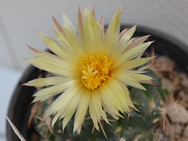 Coryphantha asterias.JPG