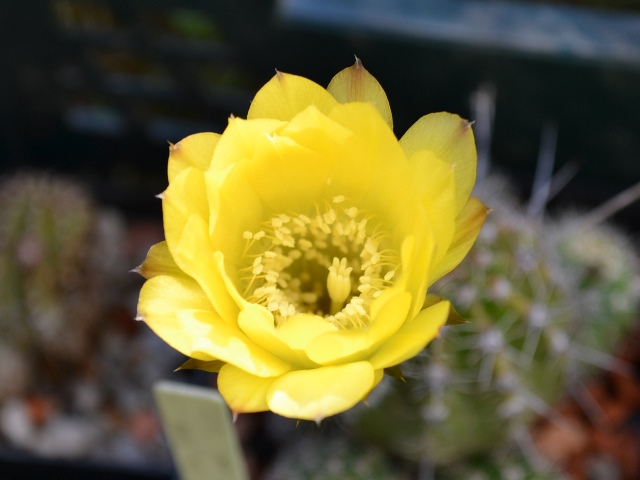 Echinopsis yellow.JPG