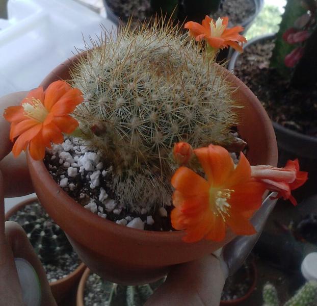 Rebutia in bloom AGAIN! 3 Flowers open,  2 closed already... 11more buds to go till they ALL open!