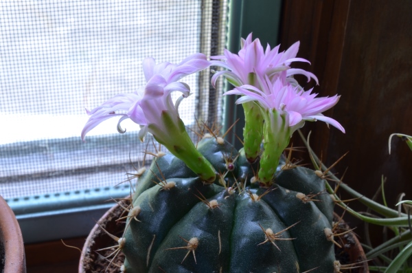 Gymnocalycium anisitsii