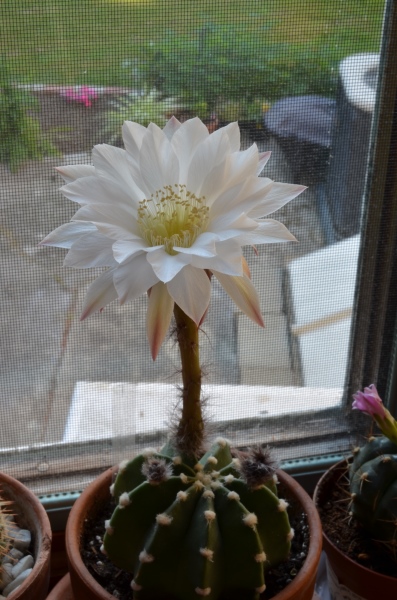 Echinopsis subdenudata