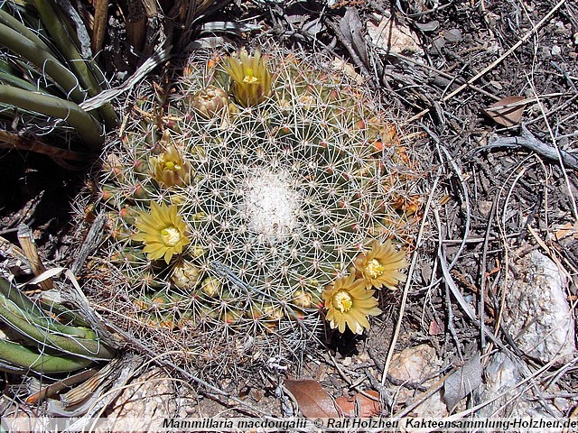 114_Mammillaria_macdougalii.JPG