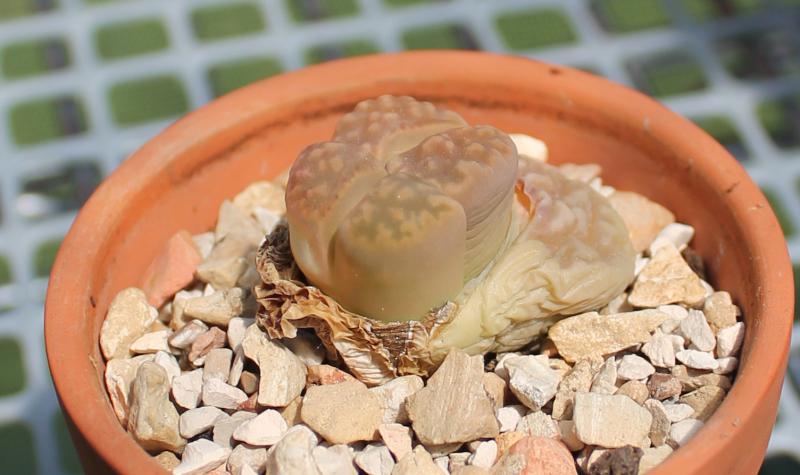 Lithops karasmontana 06282014.jpg