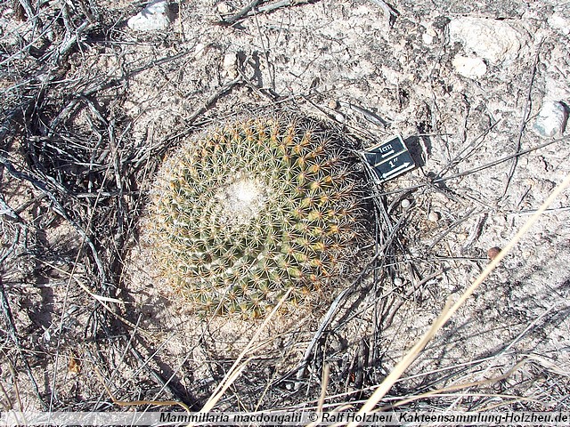 115_Mammillaria_macdougalii.JPG