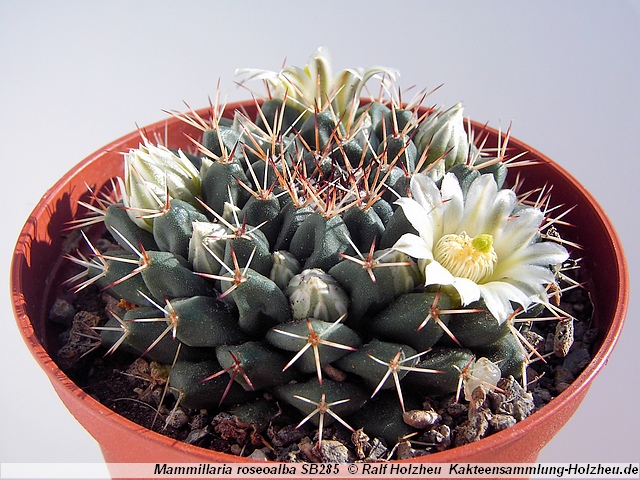 98_Mammillaria_roseoalba_SB285.JPG