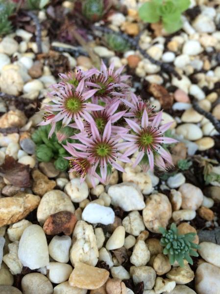 Sempervivum flowers so that's nice