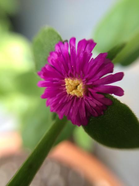 I grew this from seed just over the winter. I'm surprised it flowered so fast