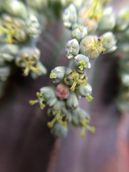 Any idea why these Euphorbia obesa flowers turned red?