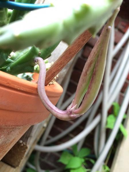 What a surprise, my Orbea v. was pollinated somehow! So I will get seeds but I imagine they'll be clones???