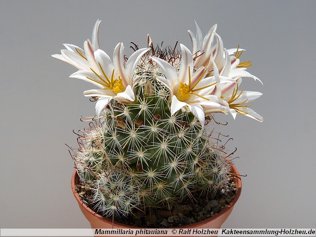 204_Mammillaria_phitauiana.JPG