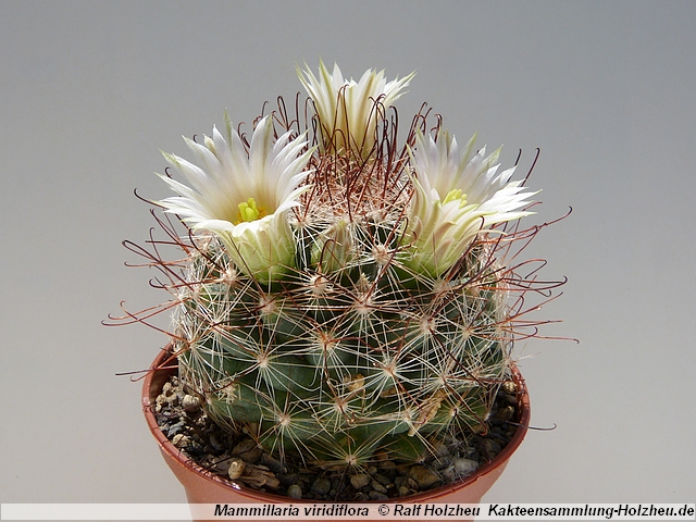 206_Mammillaria_viridiflora.JPG