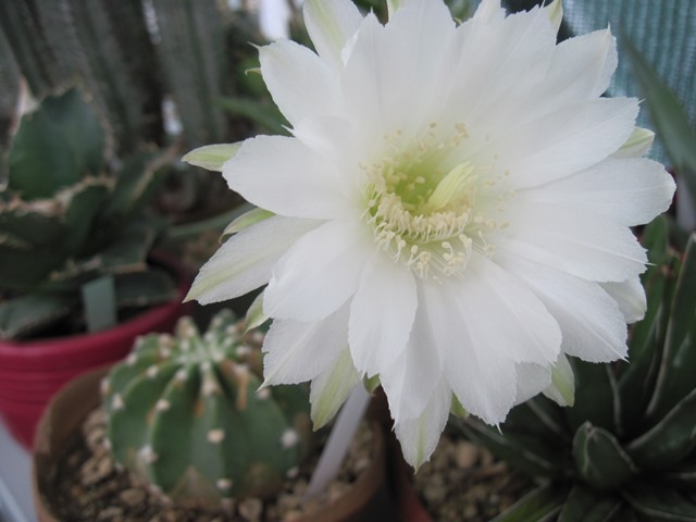 Echinopsis subdenudata.JPG