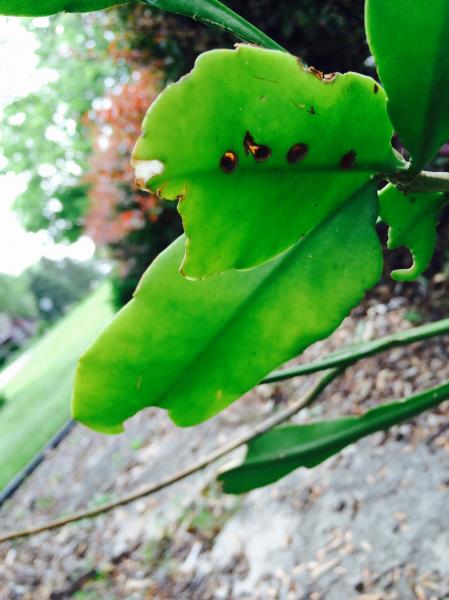 Black spots on stem