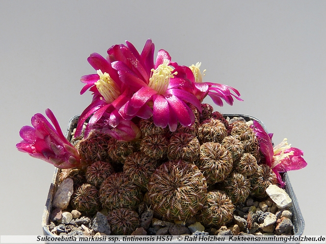 214_Sulcorebutia_markusii_ssp._tintinensis_HS57.JPG