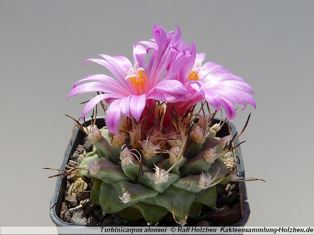 218_Turbinicarpus_alonsoi.JPG