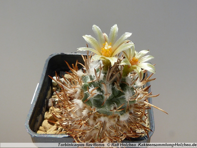 221_Turbinicarpus_flaviflorus.JPG