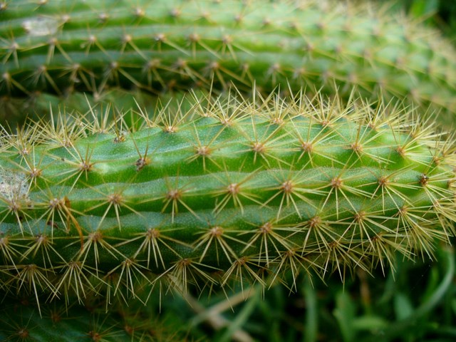 Close-up of one of the long shoots.